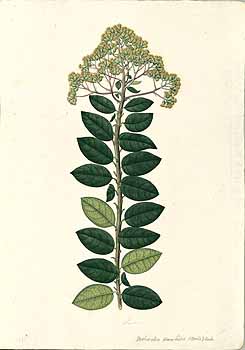 no HD illustration available (4)