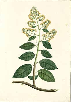 no HD illustration available (4)