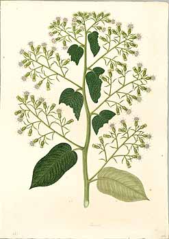 no HD illustration available (4)