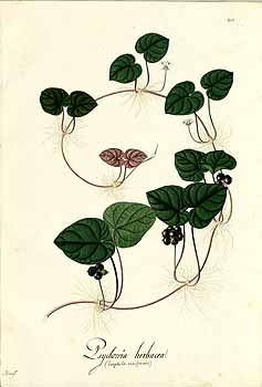 no HD illustration available (4)