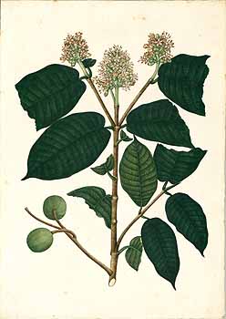 no HD illustration available (4)