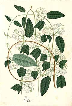 no HD illustration available (4)