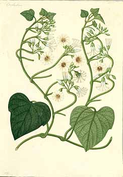 no HD illustration available (4)