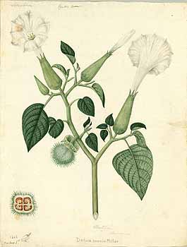 no HD illustration available (4)