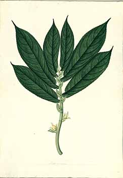 no HD illustration available (4)