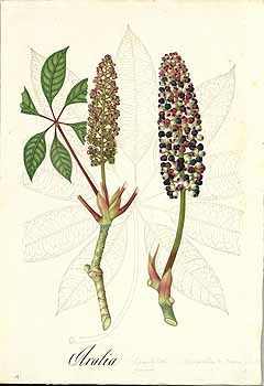 no HD illustration available (4)