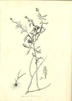 no HD illustration available (4)