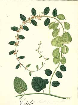 no HD illustration available (4)