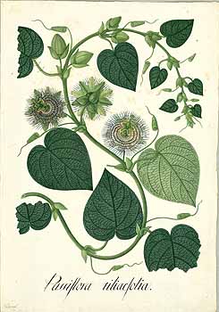 no HD illustration available (4)