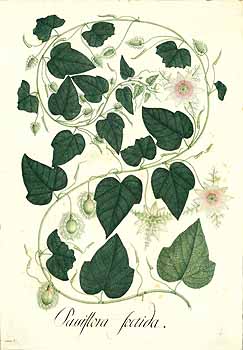 no HD illustration available (4)