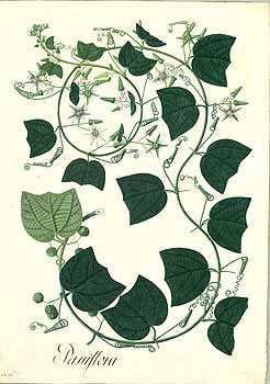 no HD illustration available (4)