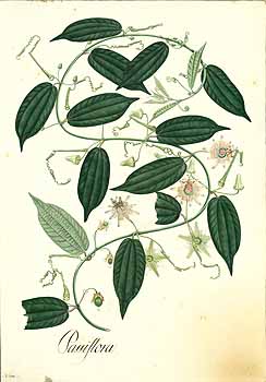 no HD illustration available (4)