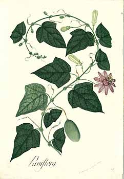 no HD illustration available (4)