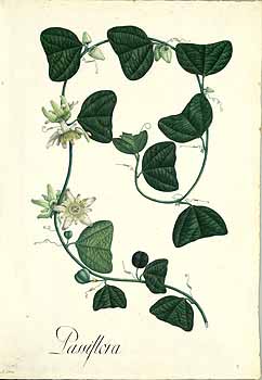 no HD illustration available (4)