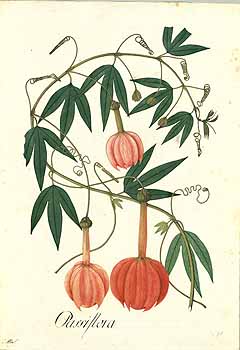 no HD illustration available (4)