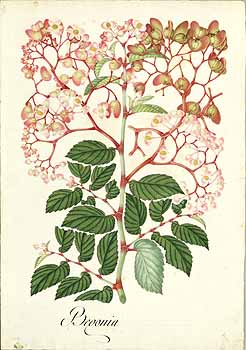 no HD illustration available (4)