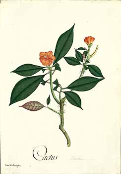 no HD illustration available (4)