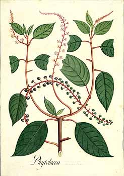 no HD illustration available (4)