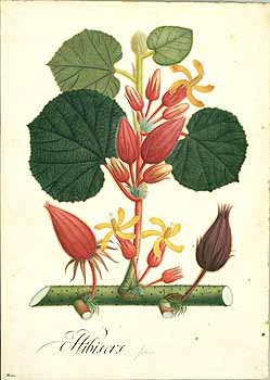 no HD illustration available (4)