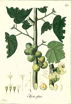 no HD illustration available (4)