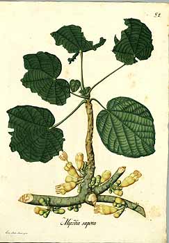 no HD illustration available (4)