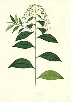 no HD illustration available (4)