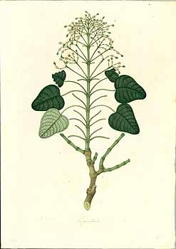 no HD illustration available (4)