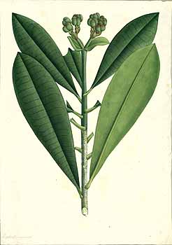 no HD illustration available (4)