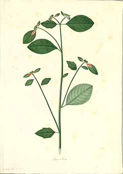 no HD illustration available (4)