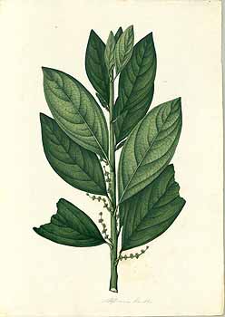 no HD illustration available (4)