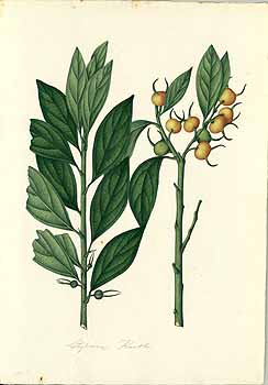 no HD illustration available (4)