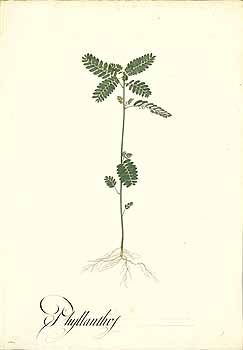 no HD illustration available (4)