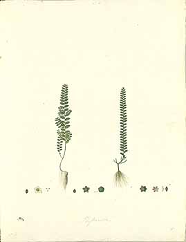 no HD illustration available (4)