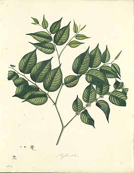 no HD illustration available (4)