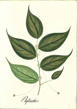 no HD illustration available (4)