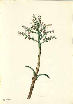 no HD illustration available (4)