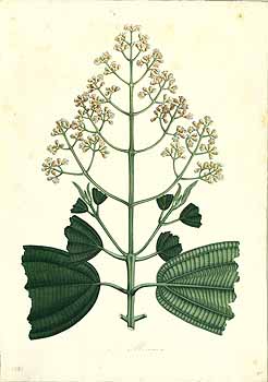 no HD illustration available (4)