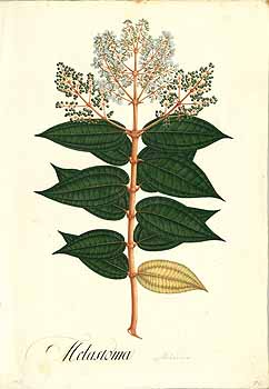 no HD illustration available (4)