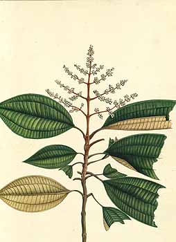 no HD illustration available (4)