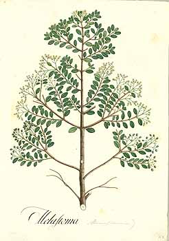 no HD illustration available (4)