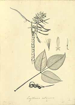 no HD illustration available (4)