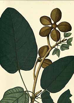 no HD illustration available (4)