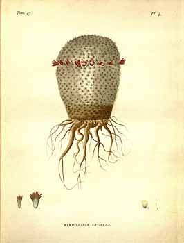 no HD illustration available (4)