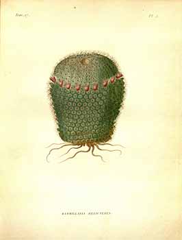 no HD illustration available (4)