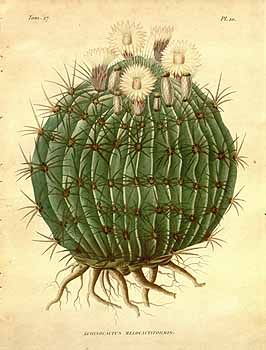 no HD illustration available (4)