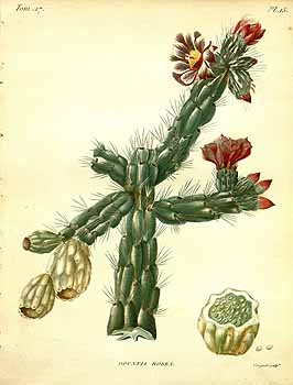 no HD illustration available (4)