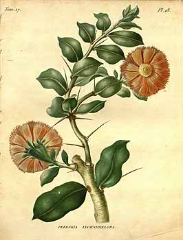 no HD illustration available (4)