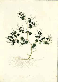 no HD illustration available (4)