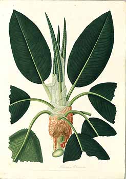 no HD illustration available (4)