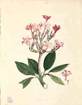 no HD illustration available (4)